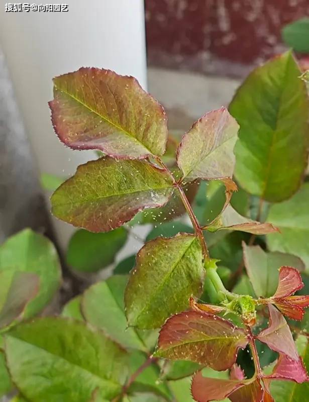 月季出现红蜘蛛，教你一招，洗洁精加水，红蜘蛛死光光！