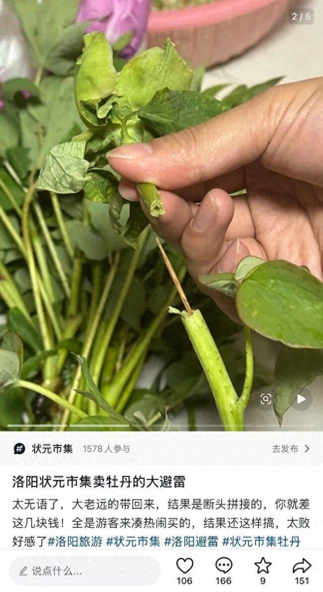 游客称在洛阳一市集买的牡丹，竟是牙签固定的 “断头花”！