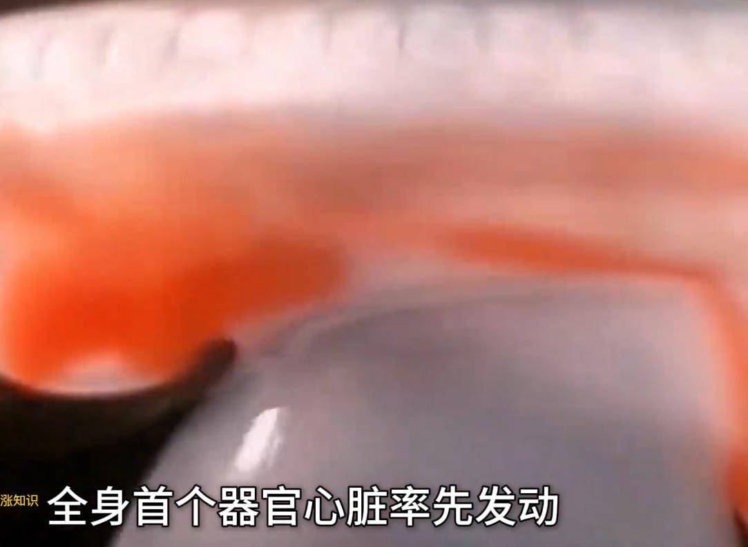 胎儿在母体内发育的全过程是如何的?感恩伟大的妈妈