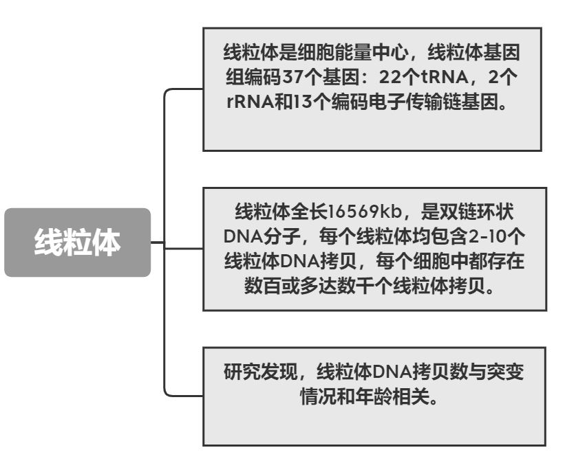 精准溯源线粒体密码