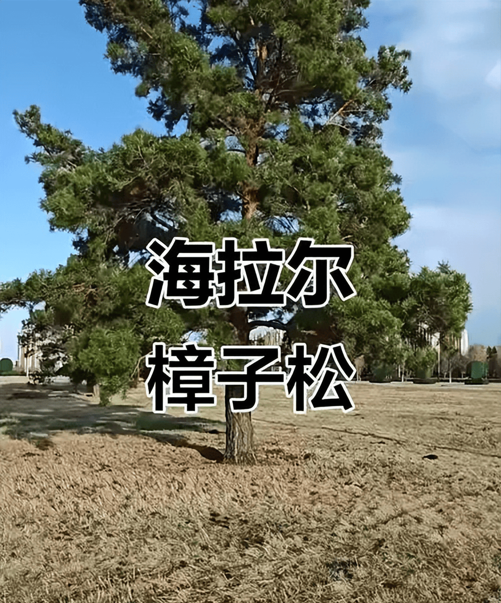 风沙里的生命二重奏——赏析冉淮舟老师的散文《海拉尔的风》