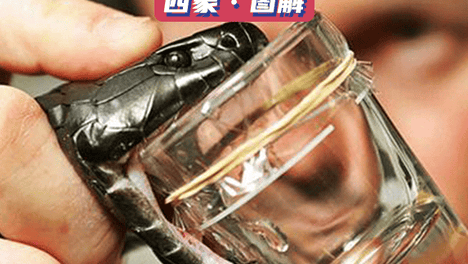 每克贵过黄金 蛇毒为何那么值钱？