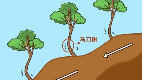 在户外，遇到“马刀树”“醉汉林”请立即撤离！