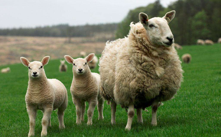 小羊育肥一天吃多少精料好（育肥羊一天吃多少精料，圈养羊饲料配方）小羊一天喂多少精料，没想到，