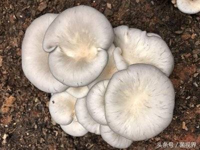 云南人为何如此热衷于吃野生菌子?-云南野生菌有毒的有哪些