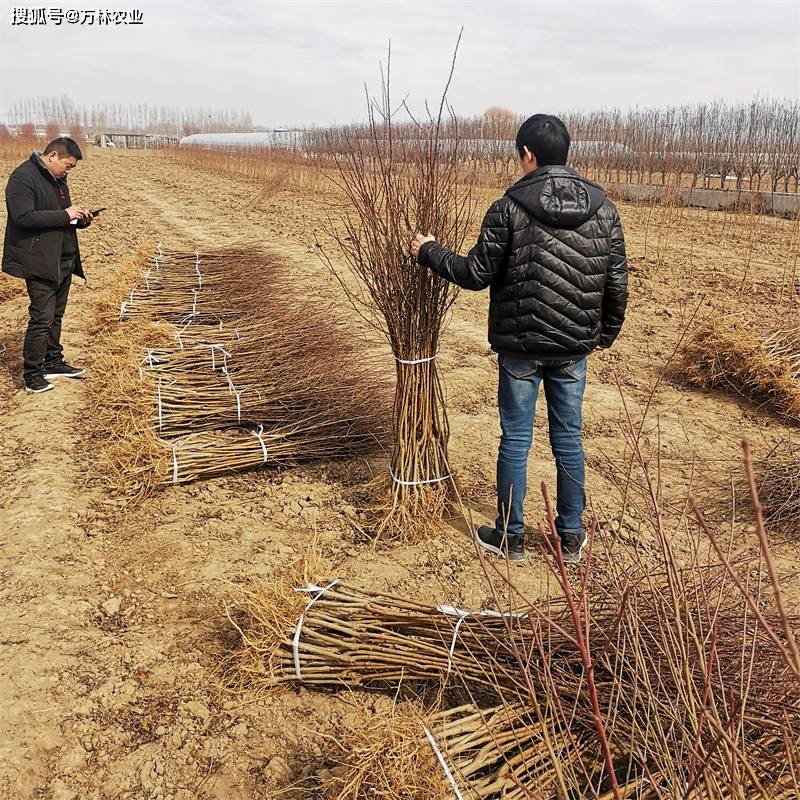 女神西梅苗栽植效果怎么样？西梅市场“新星”品种开云体育(图2)