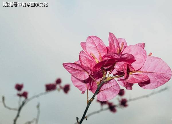 酉鸡：财官过旺，健康运如何
