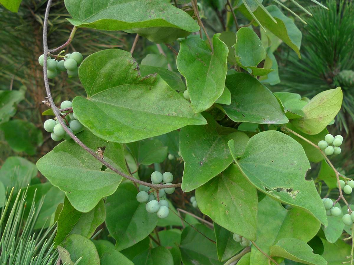 我见到的山东本土植物和园林栽培植物（912）木防己
