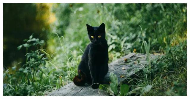 连续梦见黑猫救自己，潜意识的神秘信号与心灵深处的寓意解析