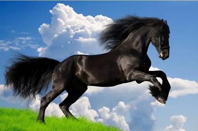 # 贵人环绕 + 机遇爆棚，2026 属马蛇羊运势开挂