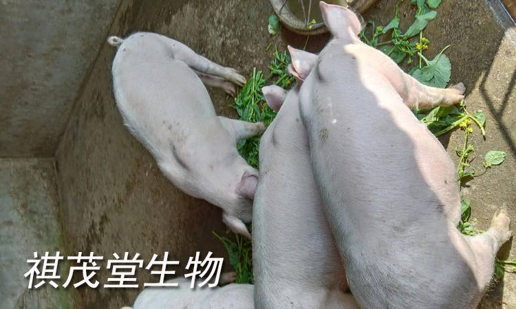 春季中大猪传染性胸膜肺炎高发怎么办？大猪传胸用什么药来治疗最快？