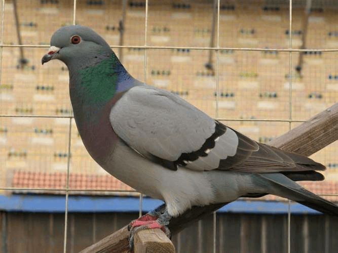鸽痘怎么治疗好得快