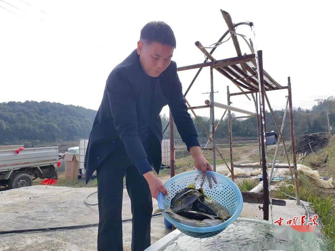 【返乡记(60)】谢阶华:让桂花鱼“游进”全产业链