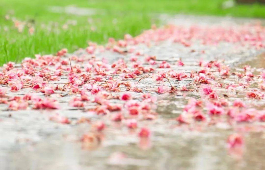 任在落花时节那些沉淀的岁月如同树下飘零的花瓣见证着一代代成长与奋斗