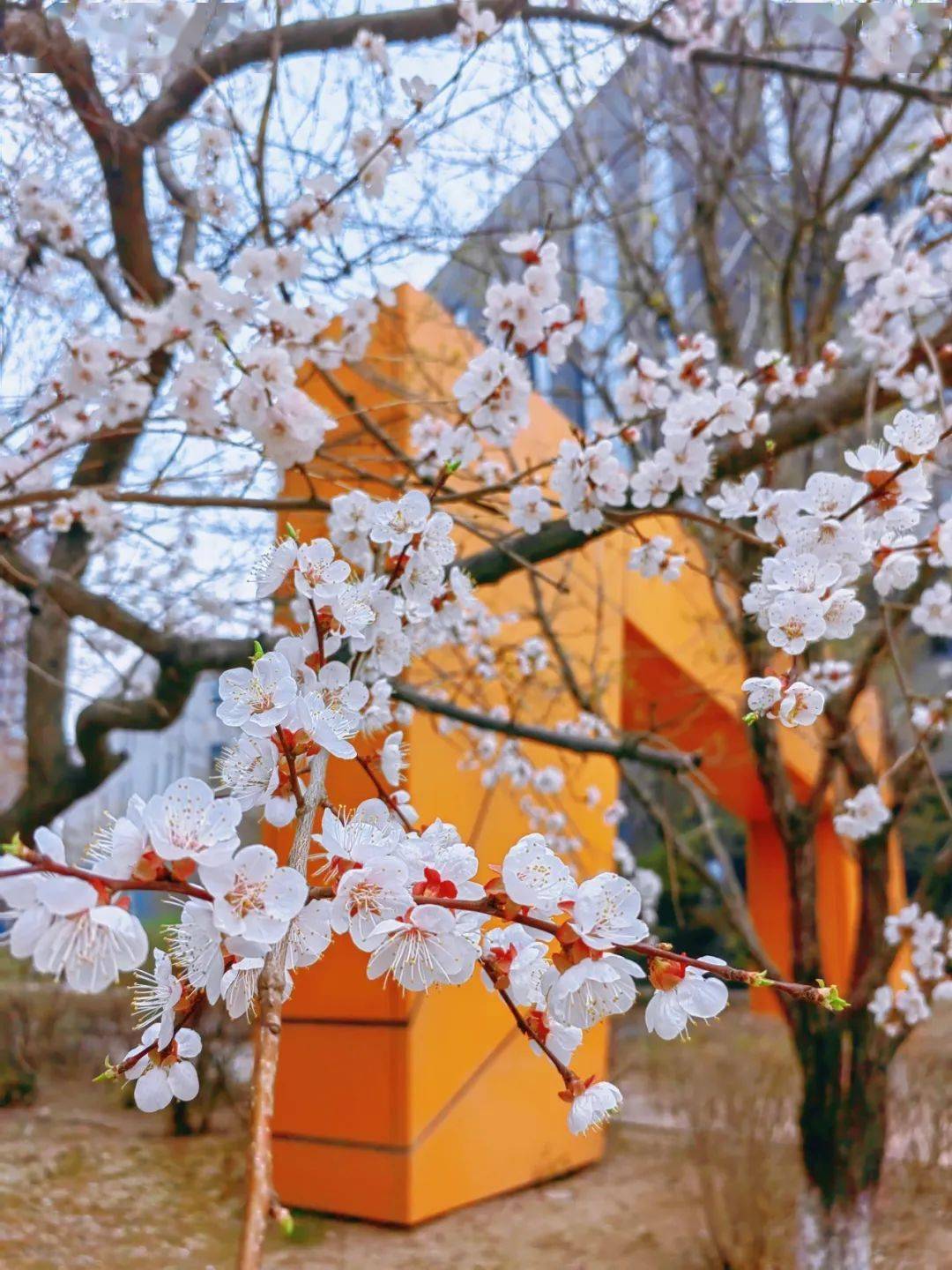 乐活SISP丨园区的“人间四月天”之春之语，这些美景你“get”到了吗？