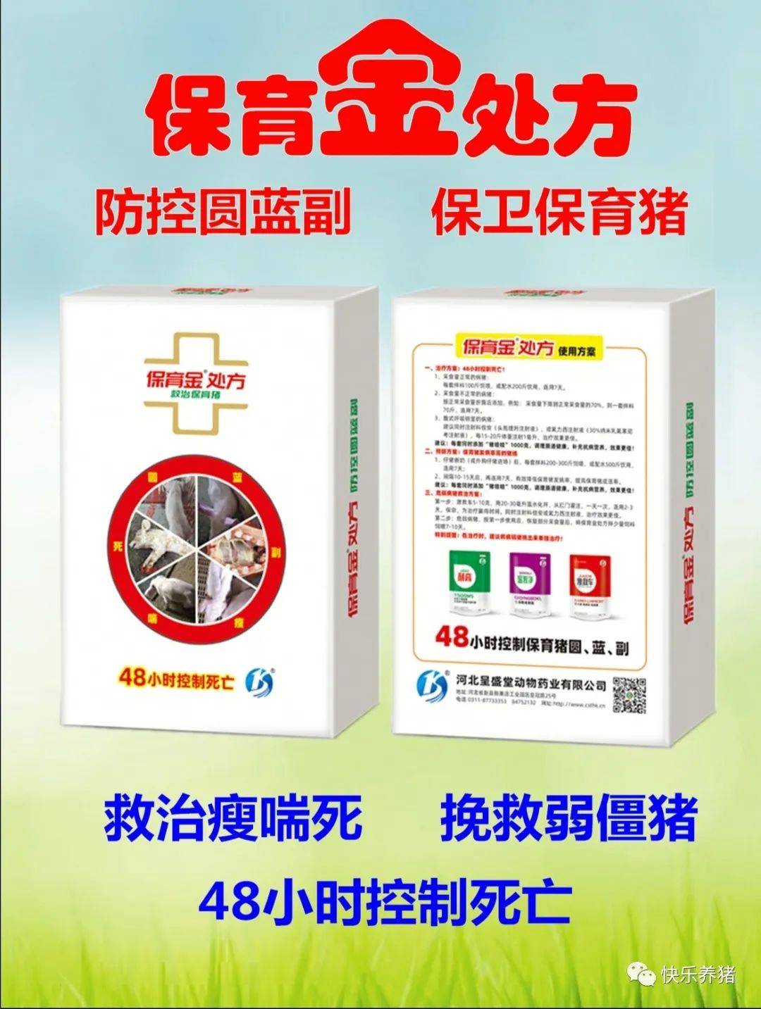 副猪嗜血杆菌病的临床表现和防治方案！