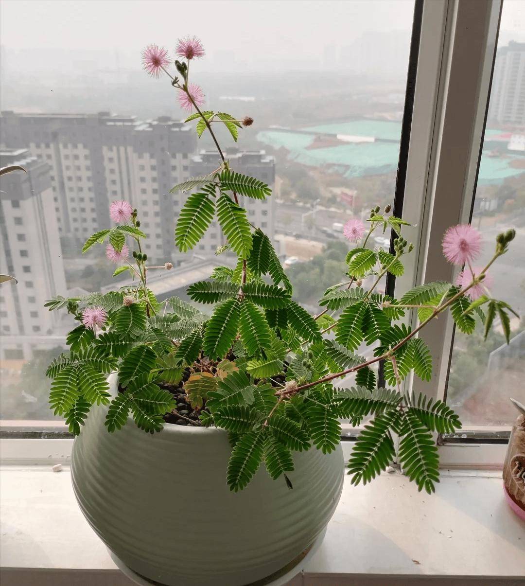含羞草已被强行拉入黑名单，原因有三点，花友们别再养了