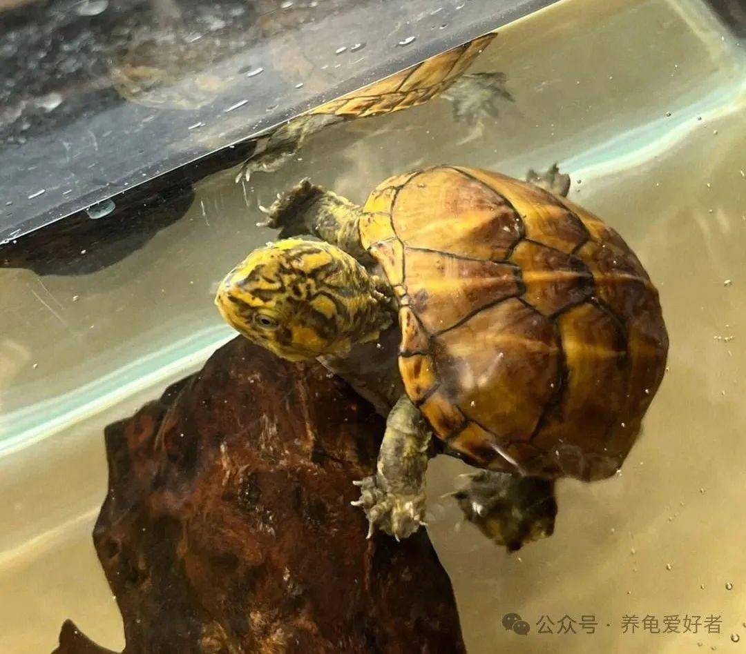 找出来了！蛋龟界里的“暴毙王”，这些品种你都敢挑战吗？