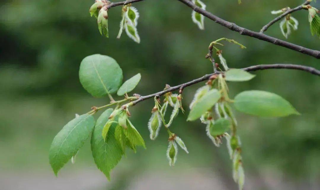 必赢app283种重点保护野生植物你知道哪几种？(图6)