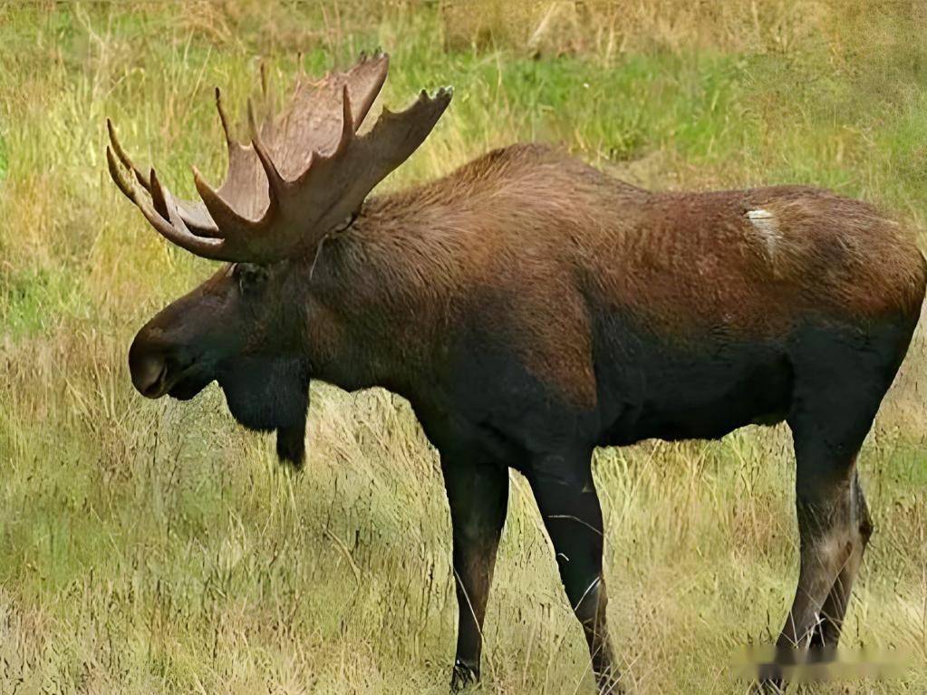 3. 犴鼻犴,又名“堪达犴”,学名“驼鹿”,人们俗称“四不象”。(国家