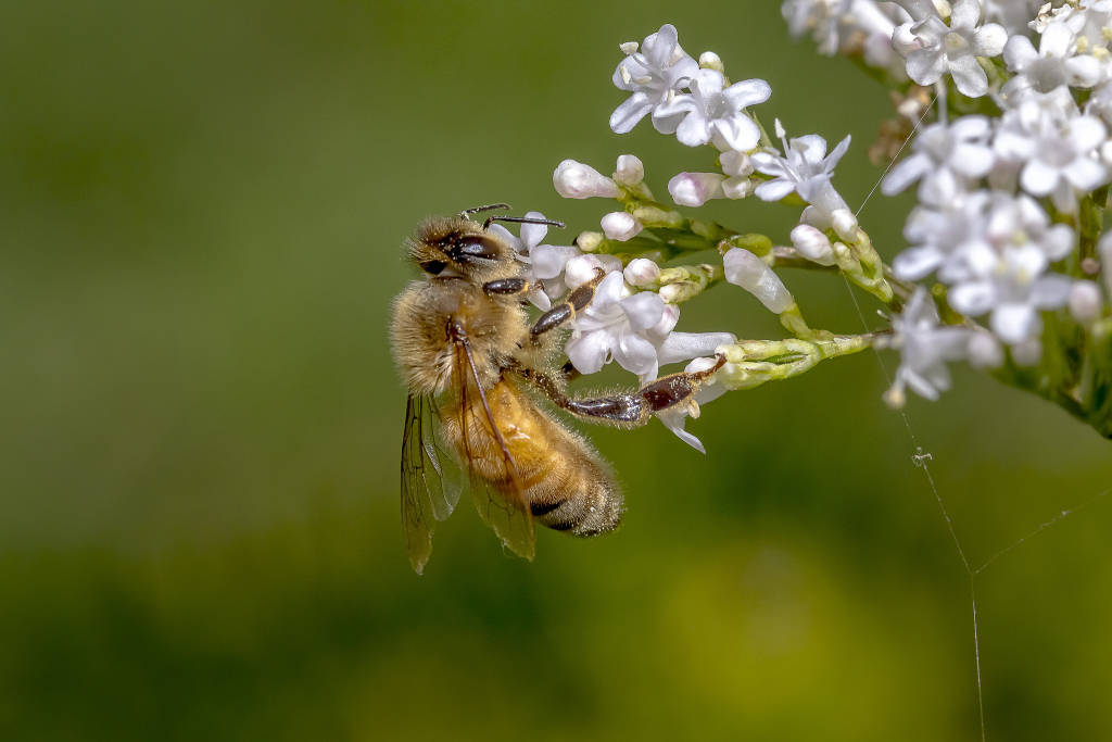 习近平同韩国总统李在明握手合影