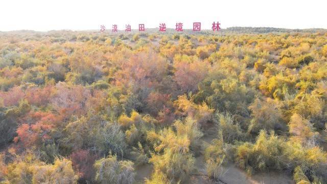 20岁托皮奇被诊断为睾丸癌！内内也曾确诊该病：手术后又打了11年
