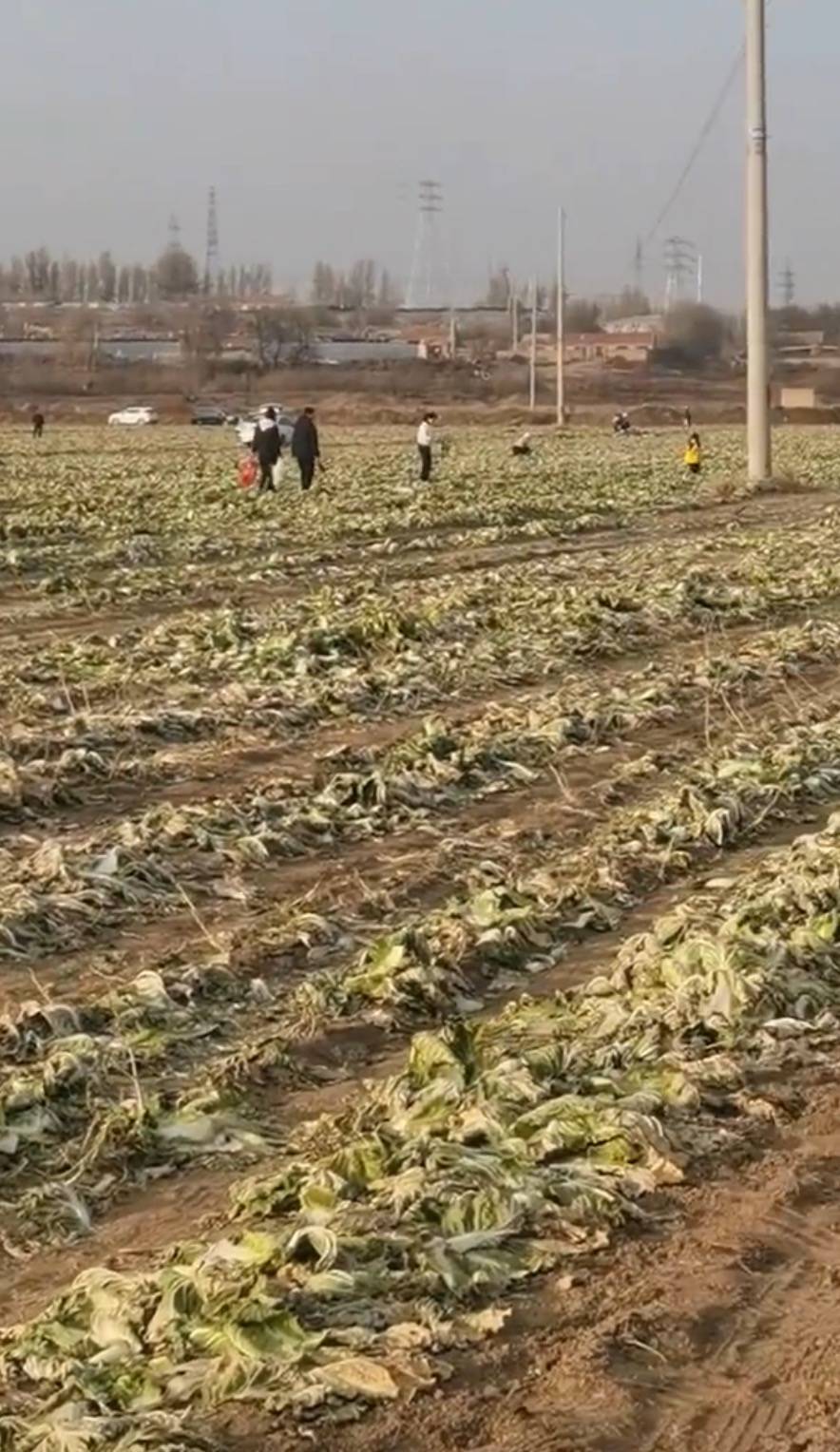 数百人在内蒙古一菜地“免费摘白菜”,菜农损失近百万,知情人:有少数人还钱菜农没收