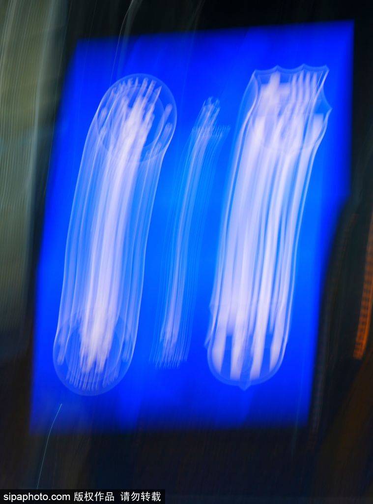 恩佐·马雷斯卡盛赞切尔西门神桑切斯：十人应战阿森纳的关键先生