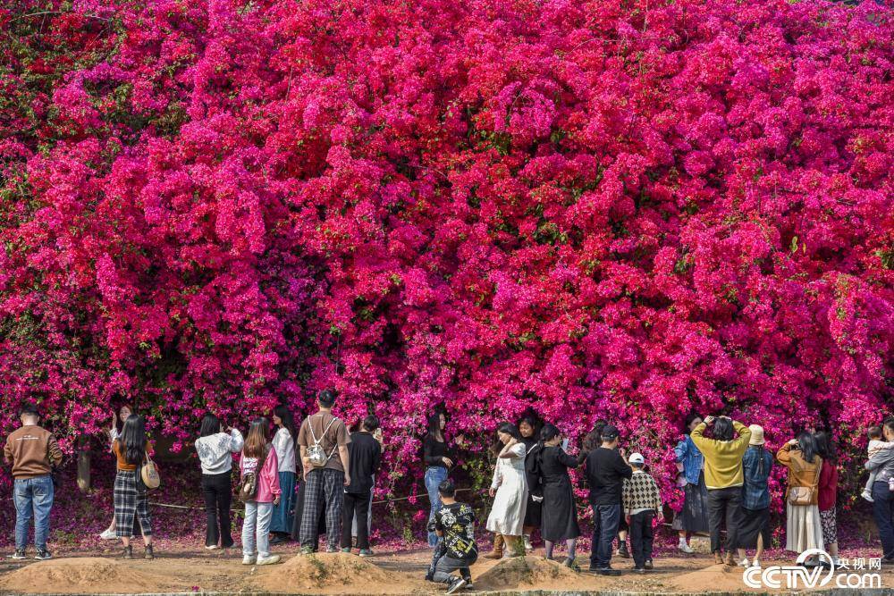 广东惠州现百米长簕杜鹃花墙花朵如火如霞