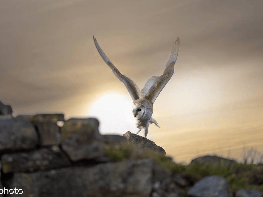 英国西约克郡仓鸮满载而归 直视镜头可爱爆棚