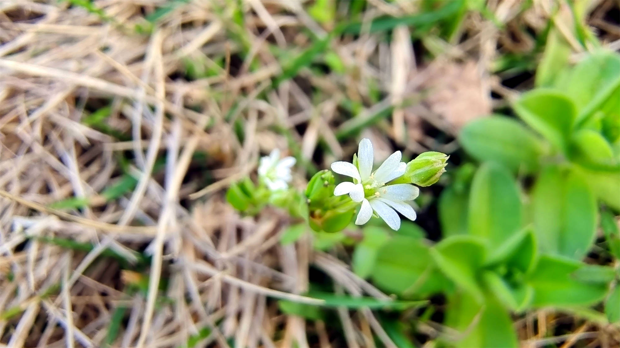 小花也可爱雀舌草欣赏