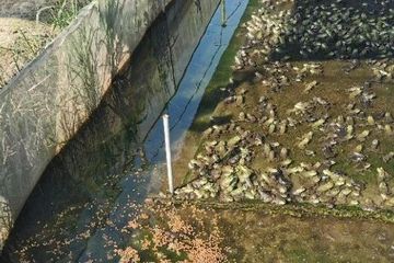 鱼场百万尾大黄鱼幼苗死亡 养殖户：直接经济损失超600万元