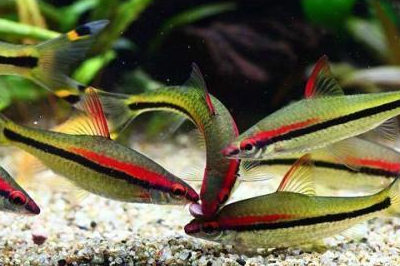 一眉道人这种观赏鱼被称为草缸之王,它们有什么优缺点?