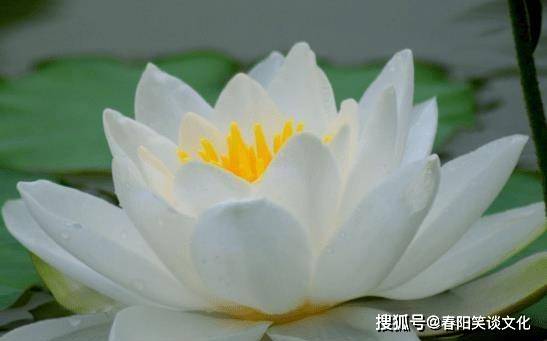 1月中旬,吉星傍身,4屬相桃花入宅,家財數不盡,生活如日中天_運氣_朋友