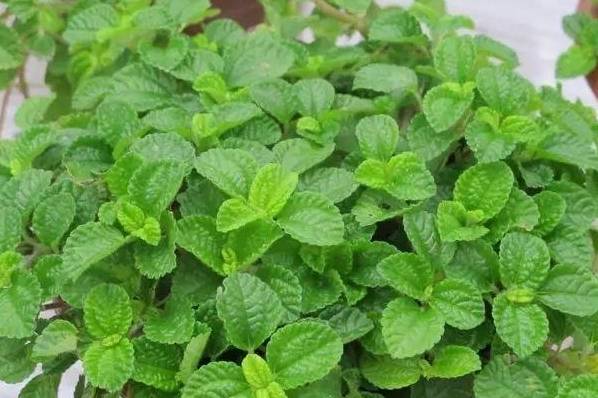 吸毒草也是净化二手烟的超好花卉,能够吸收二手烟中的尼古丁,将其转化