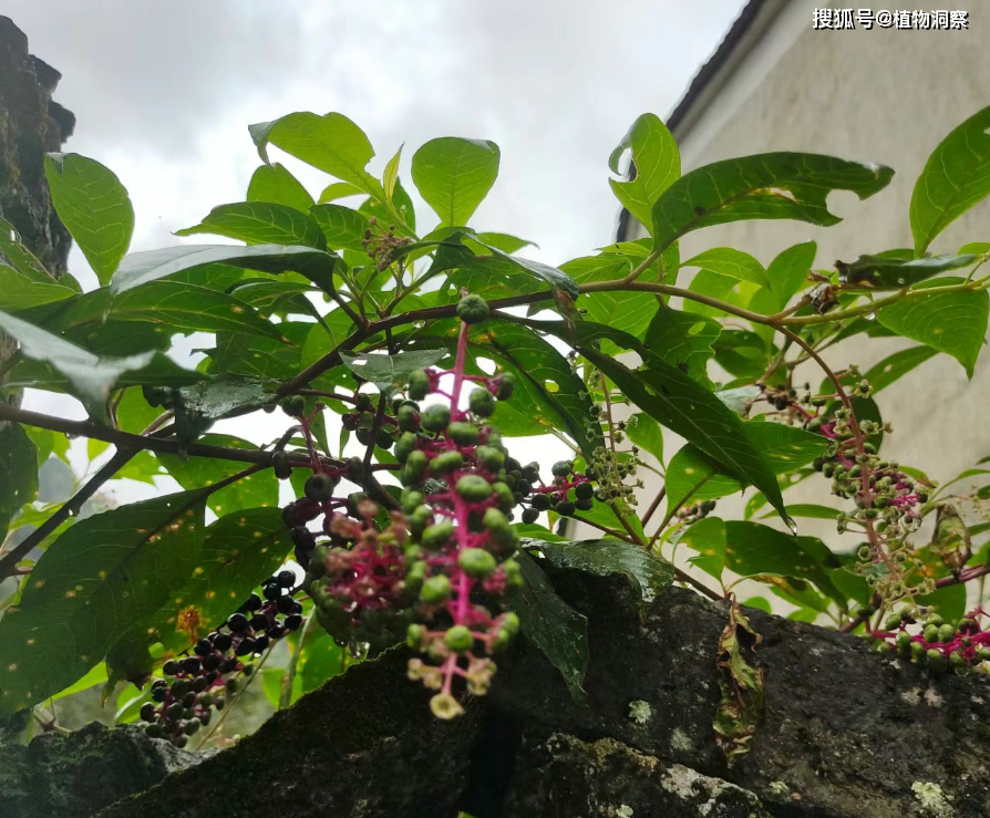 植物_紅色_本土