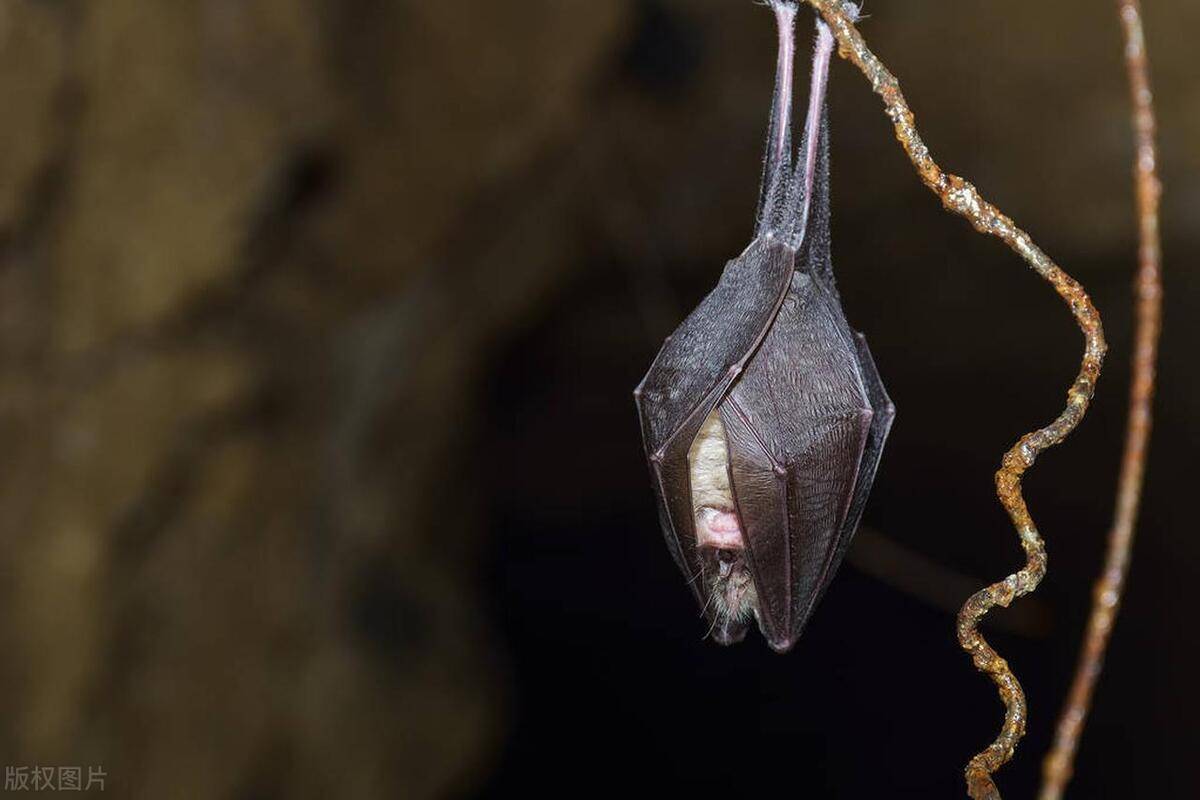 其次,蝙蝠倒挂睡觉的另一个重要原因是它们的生理结构