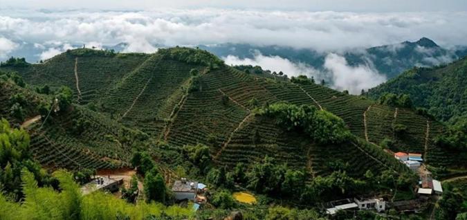 仙湖茗露:传统工艺与科技创新巧妙融合_茶叶_河源_企业