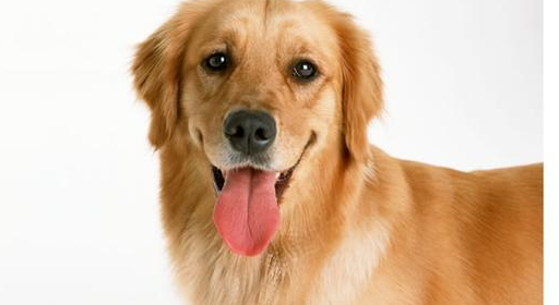 属狗_事业_方面