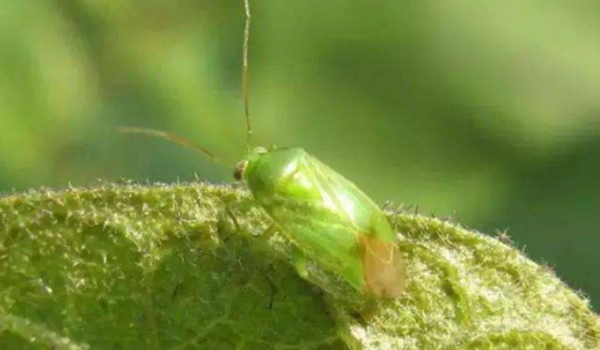 已经有果农遇到,给葡萄造成严重损失!绿盲蝽防治怎么做?