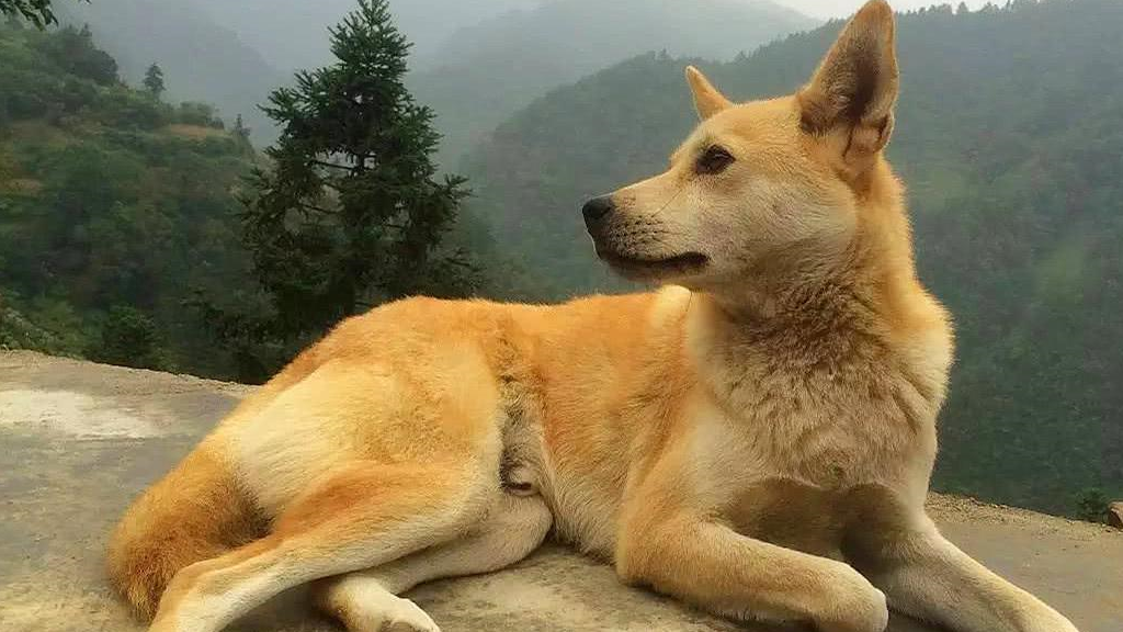 太行山犬中的大笨狗,是最称职的"劳动者"_主人_体型_田园