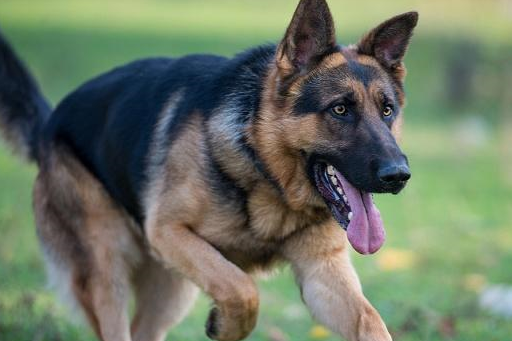 有些狗狗看起来凶巴巴,其实内心却是小公举,说的就是德牧大黑背_主人