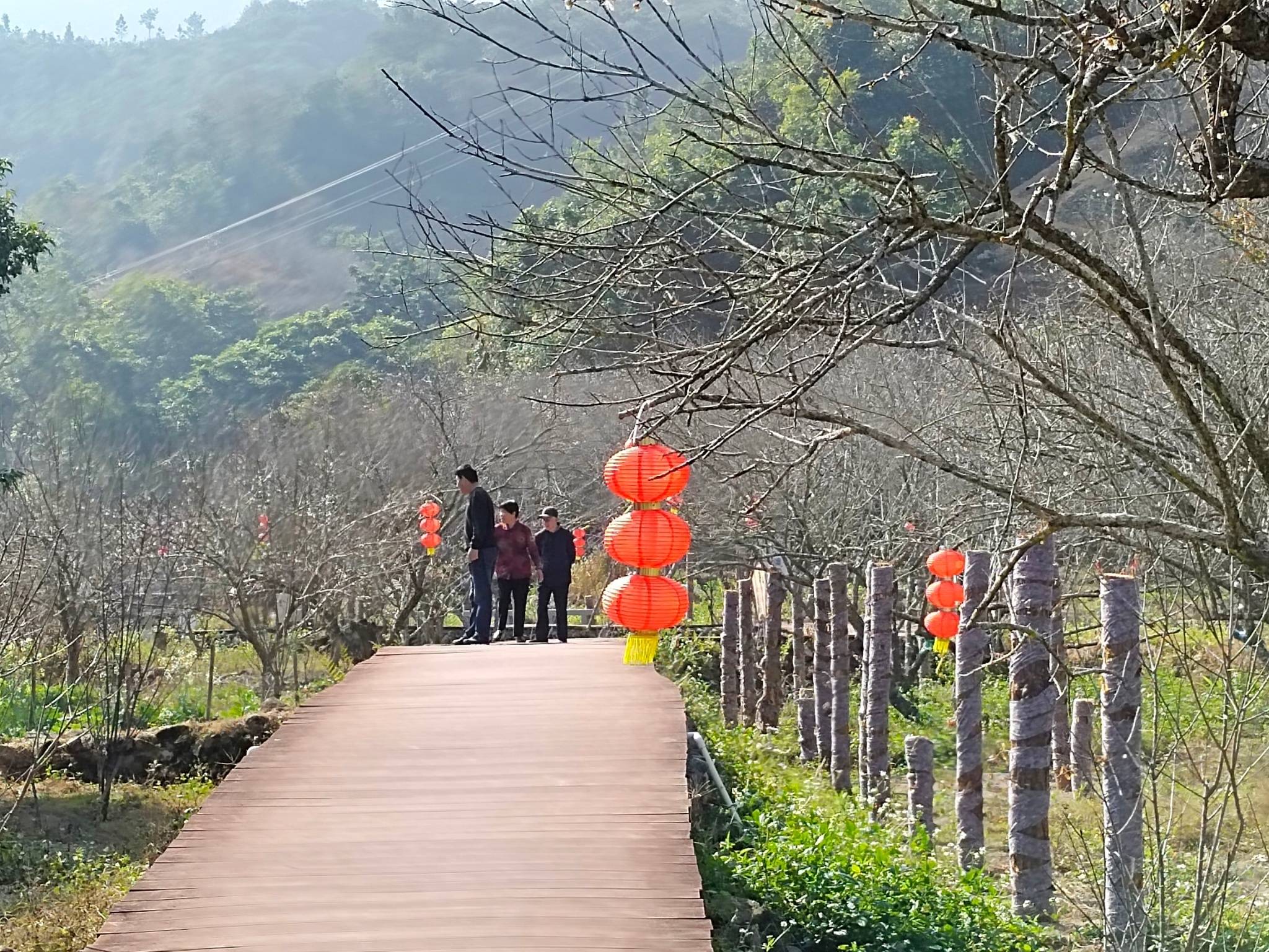 游陆河县螺洞世外梅园:赏梅花 购特产 品美食