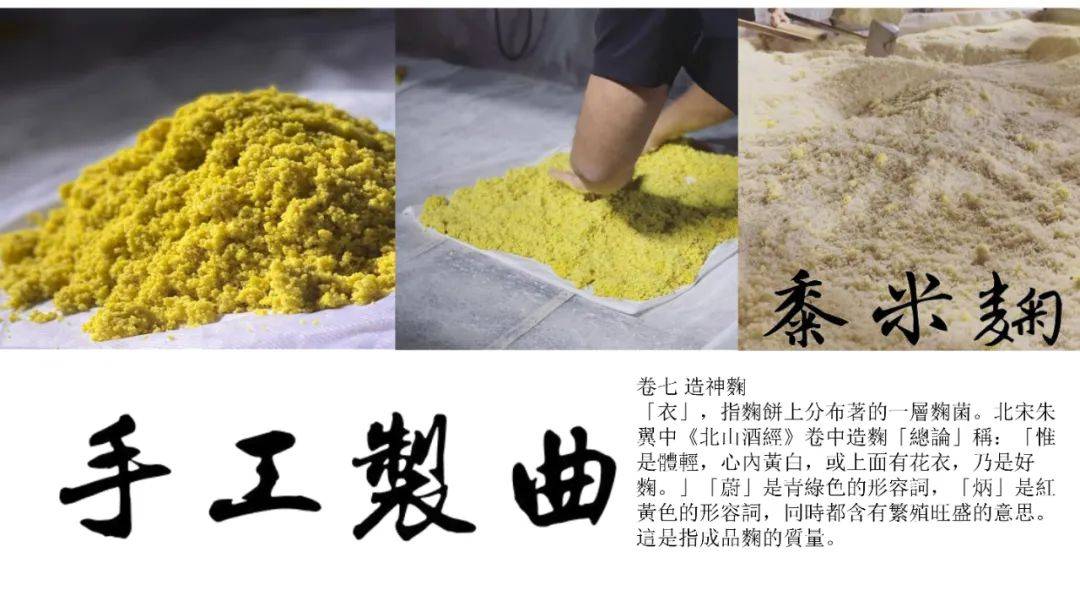 "鷕"酒之曲的原料黍米,采于山西忻州繁峙县境内森林.