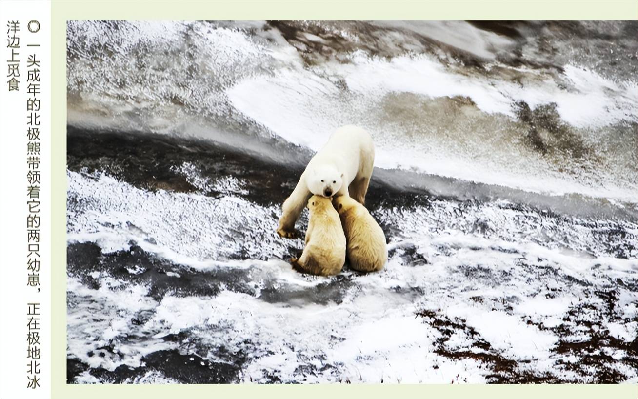 林海雪原還有哪些可愛動物?_北極_海豹_海獺