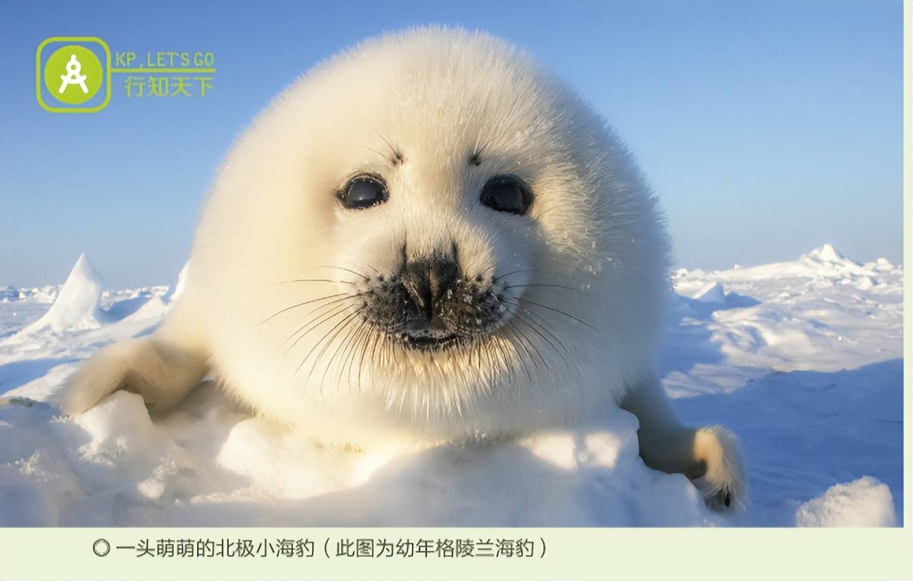 北极小海豹,号称是世界上最萌的小动物