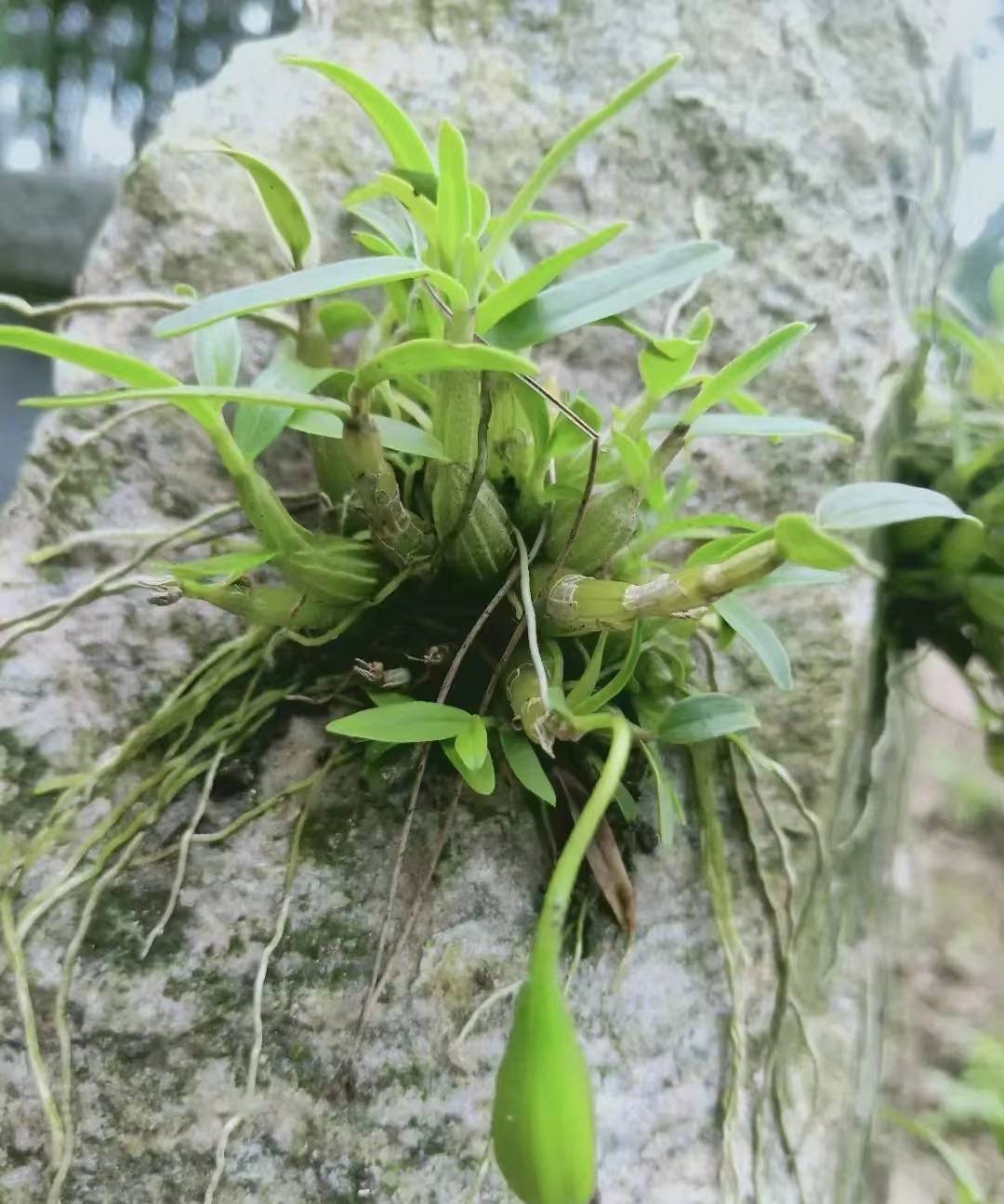 石斛圖片,讓你一次看遍這種草藥的各種形態!_鐵皮_yao_植物