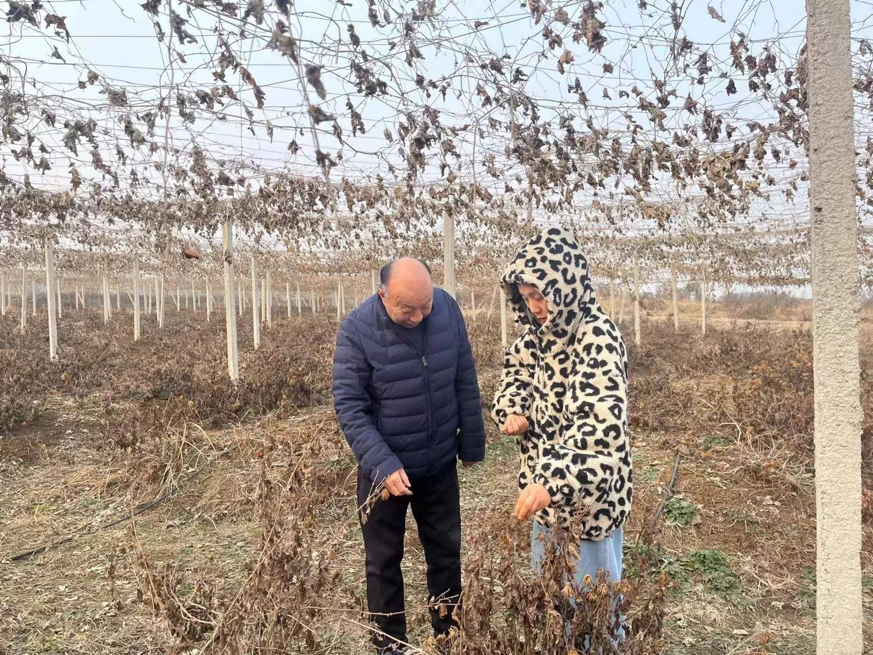 科技特派員,蘑菇大王丁倫保到肥西縣花崗鎮善崗村指導蘑菇種植～～檀