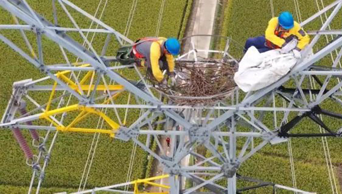 有電力公司根據東方白鸛活動的範圍,在沿線286基輸電鐵塔加裝護鳥擋板