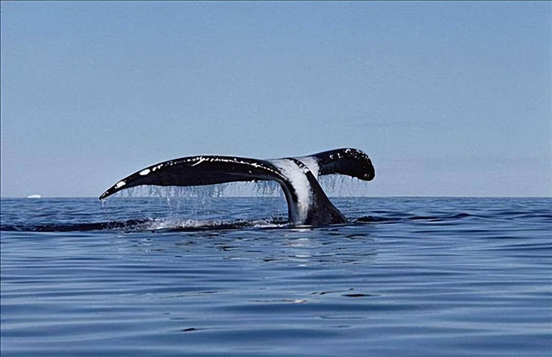 弓头鲸,又叫做北极鲸,是地球上最大,最神秘的哺乳动物_生物学_海洋